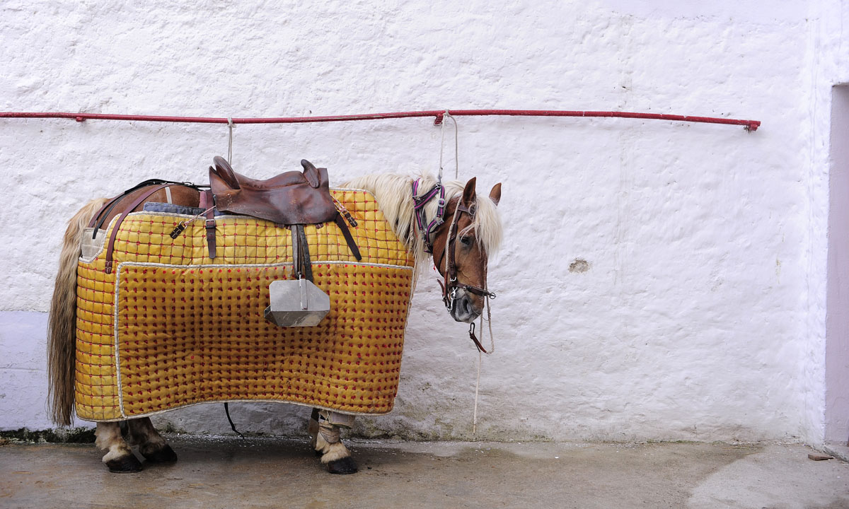 La festa di San Firmino nelle foto più belle