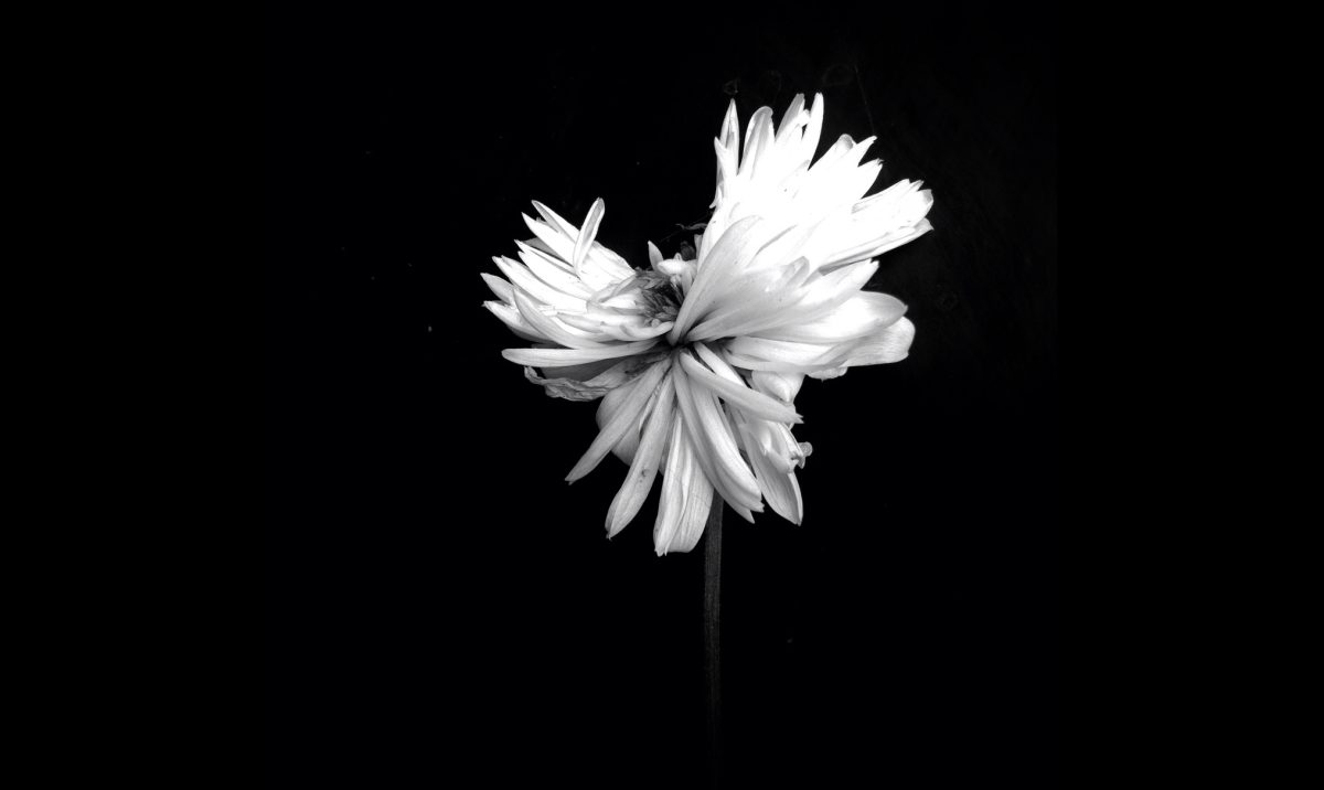 IPPA 2016: le migliori foto scattate con iPhone IPPA 2016: le migliori foto scattate con iPhone