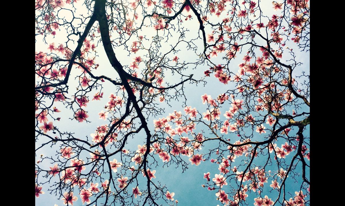 IPPA 2016: le migliori foto scattate con iPhone IPPA 2016: le migliori foto scattate con iPhone