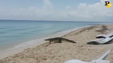 Coccodrillo in spiaggia a Cozumel, in Messico |video