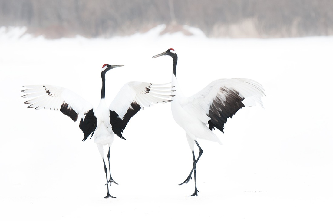 Barbara Dall’Angelo: The Poetry of Earth