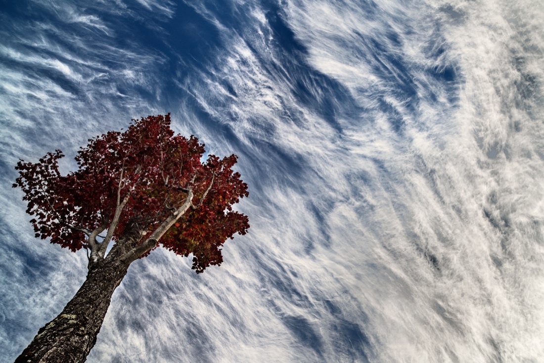 Barbara Dall’Angelo: The Poetry of Earth