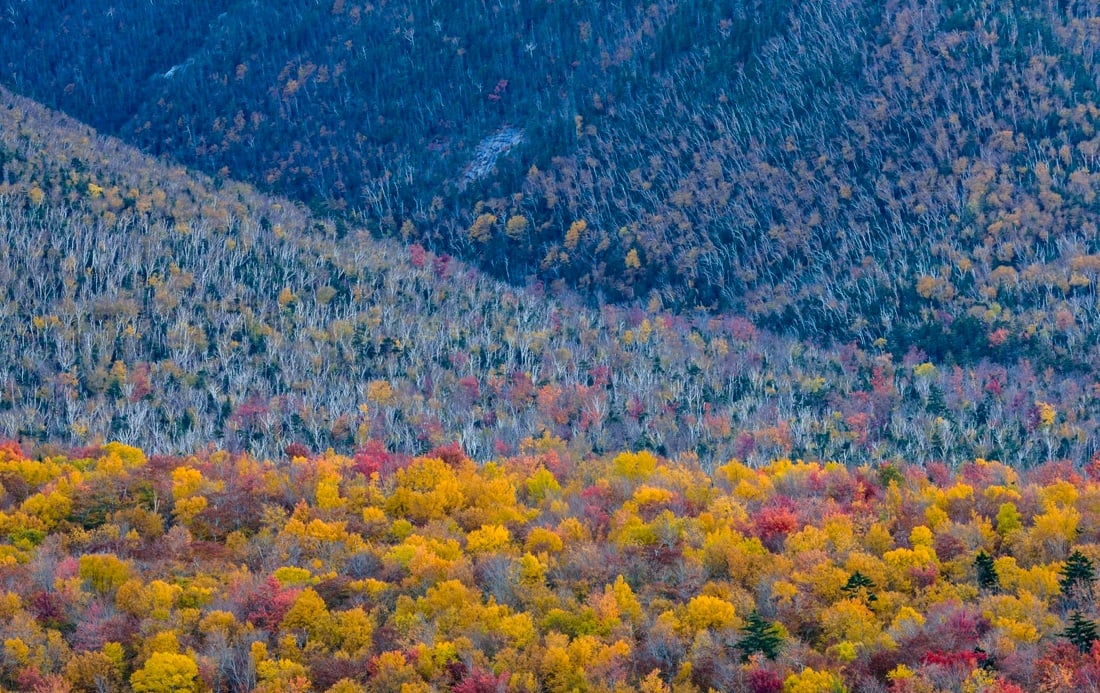 Barbara Dall’Angelo: The Poetry of Earth