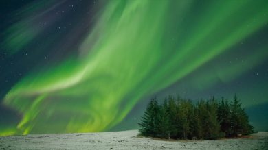 Barbara Dall’Angelo: The Poetry of Earth