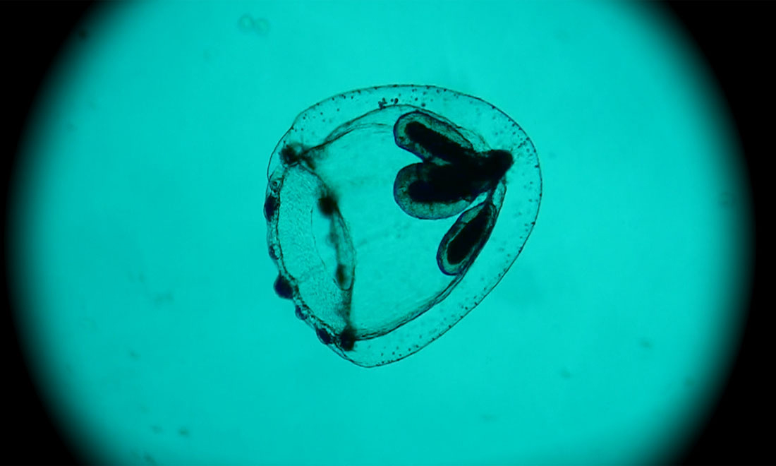 Venezia 2016, tutti i film in concorso – Foto e schede Venezia 2016, tutti i film in concorso – Foto e schede