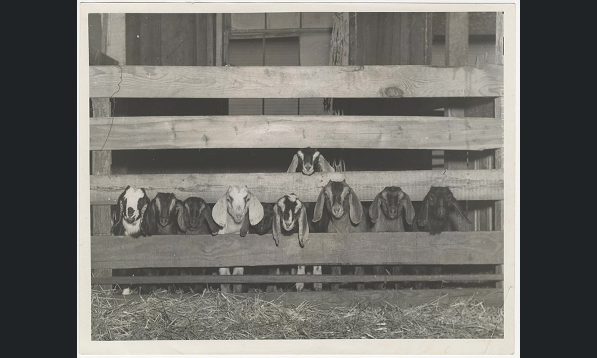 I Parchi nazionali USA nelle foto degli archivi storici