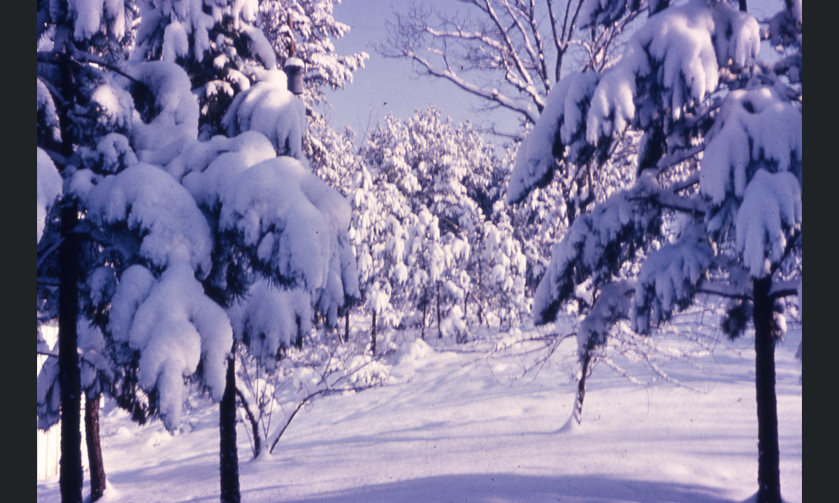 I Parchi nazionali USA nelle foto degli archivi storici