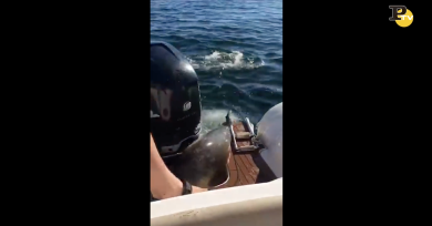 La foca sale sulla barca per sfuggire all’orca
