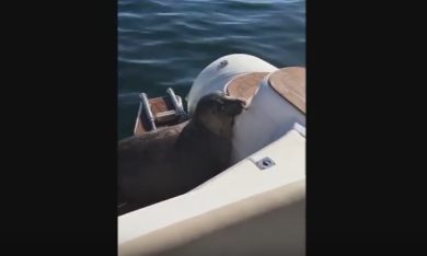Foca si salva dalle orche saltando su una barca