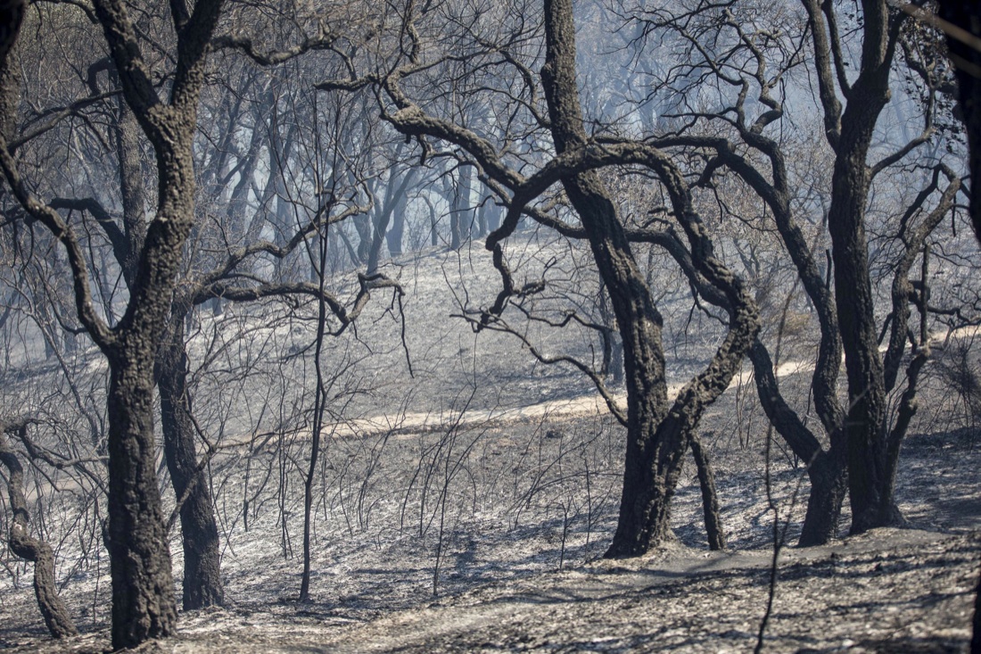 Roma, allarme incendi: 30 roghi devastano alcune zone della capitale e del Lazio