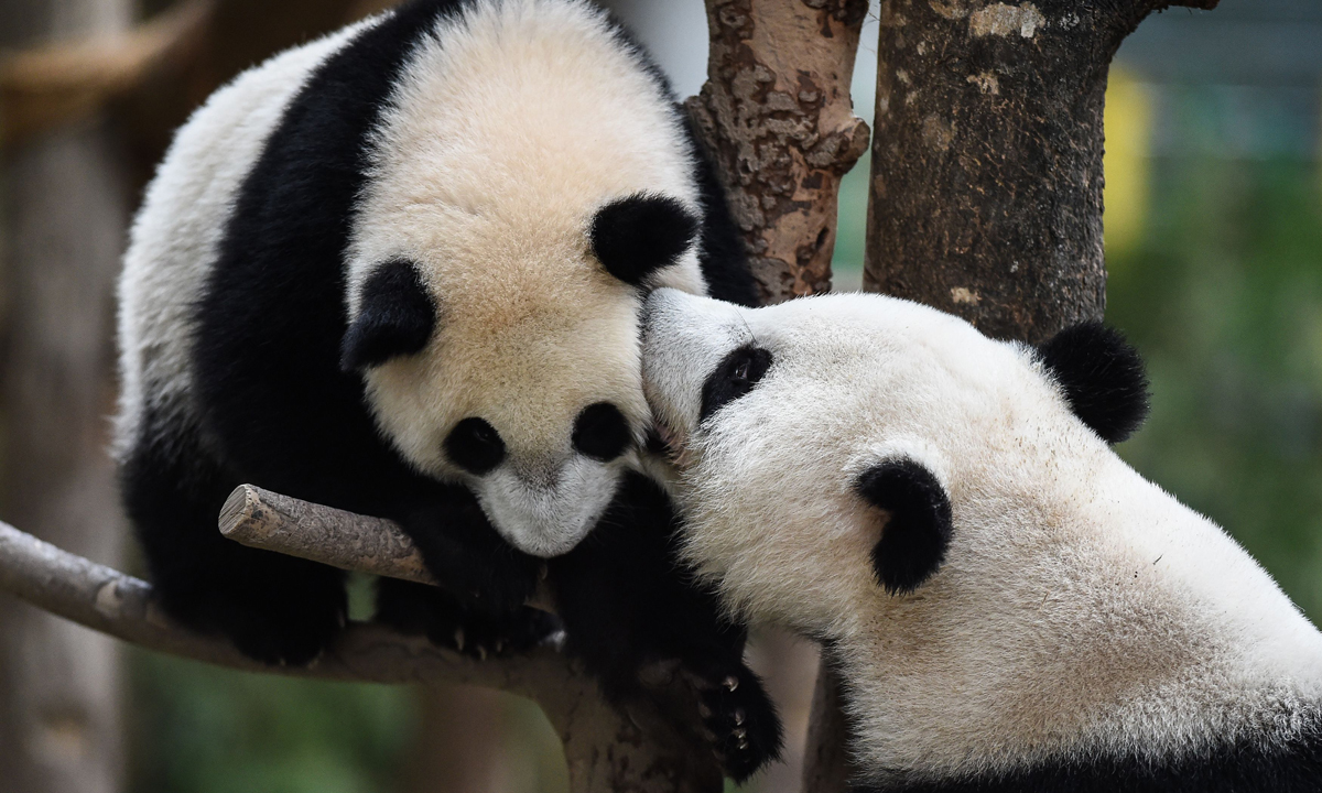 Piccoli panda giganti crescono – Foto