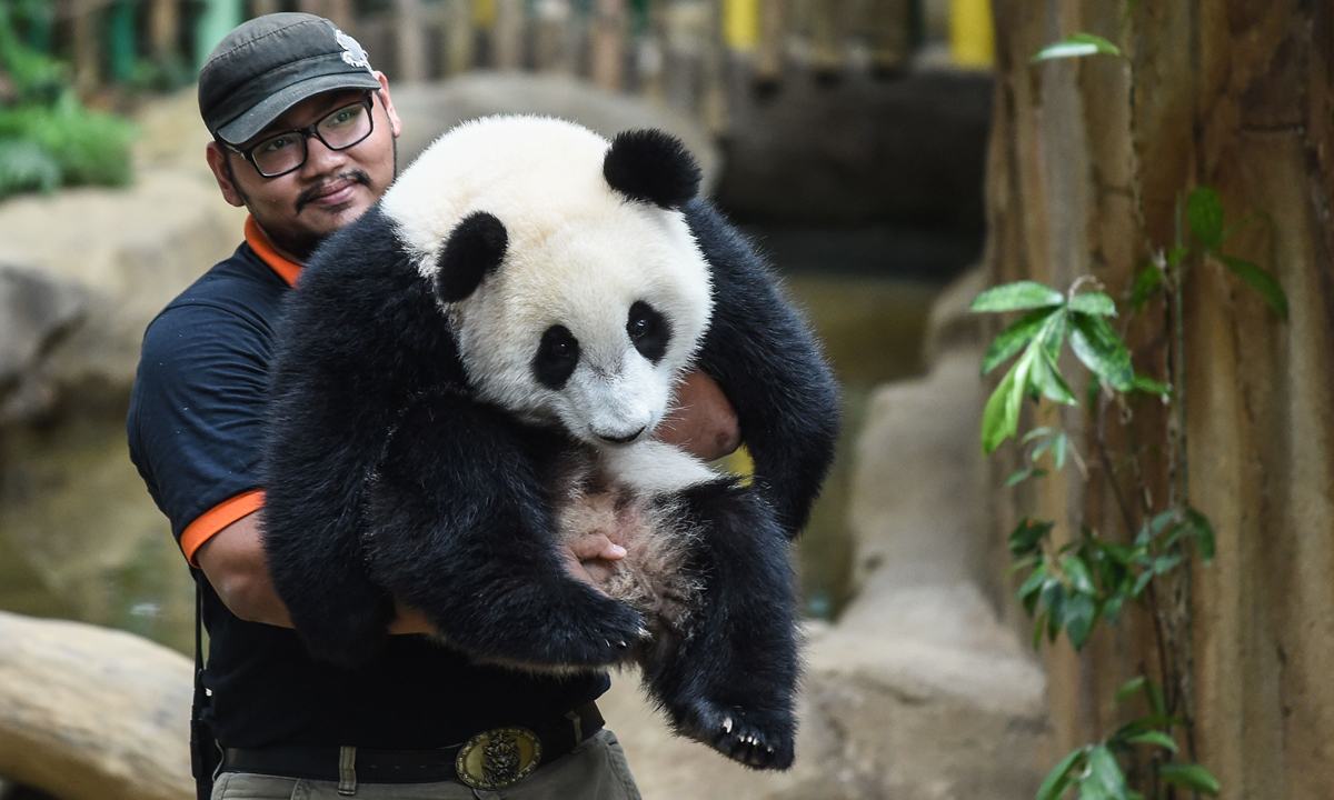 Piccoli panda giganti crescono – Foto