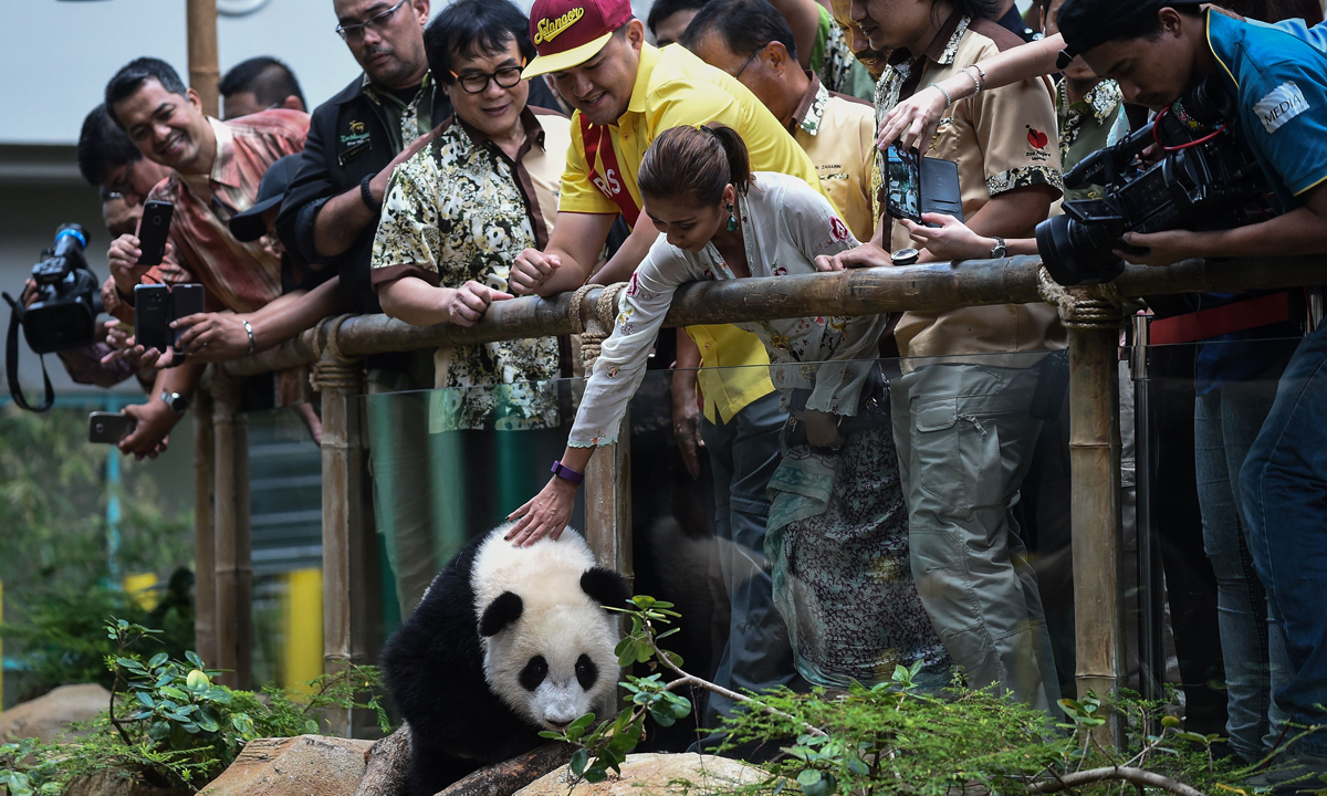 Piccoli panda giganti crescono – Foto