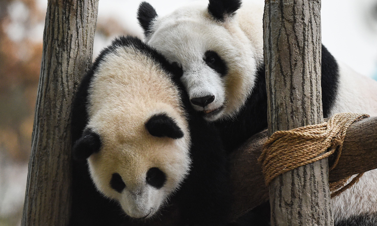 Piccoli panda giganti crescono – Foto