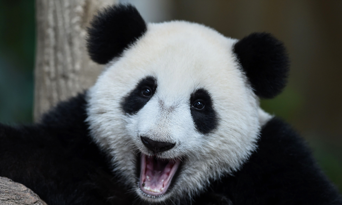 Piccoli panda giganti crescono – Foto