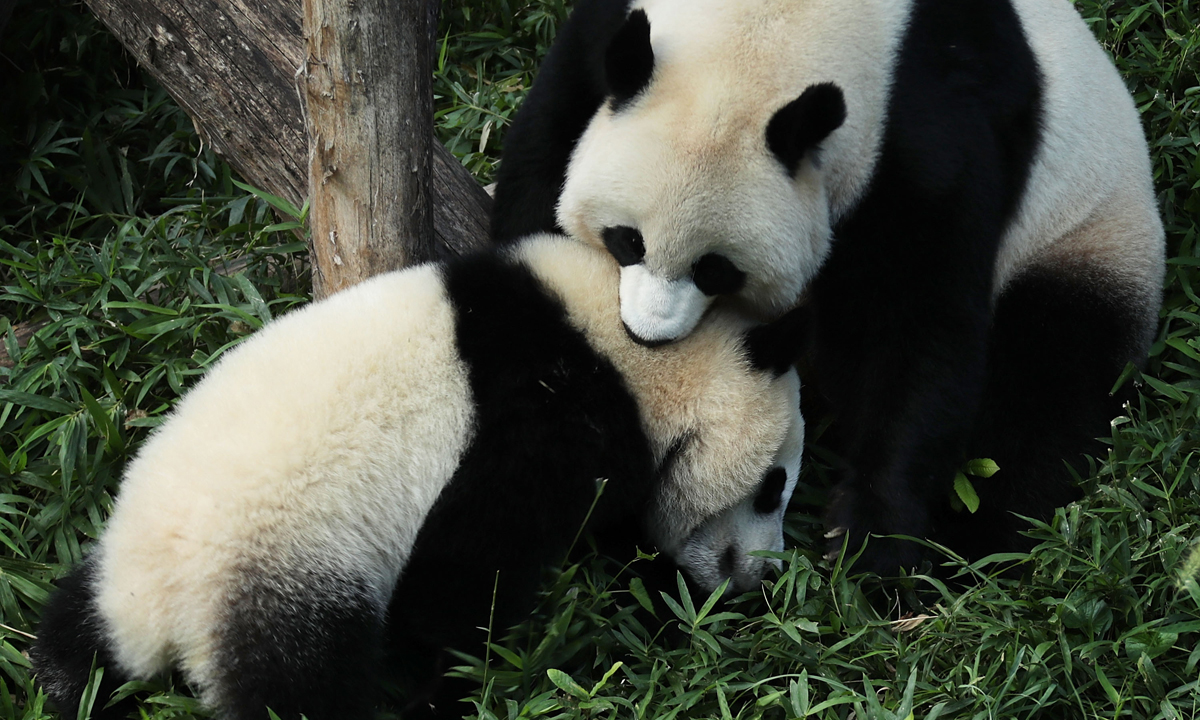 Piccoli panda giganti crescono – Foto