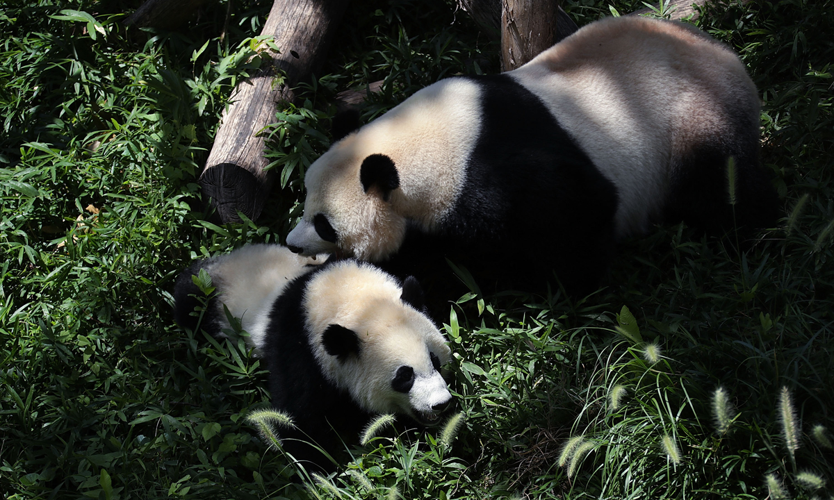 Piccoli panda giganti crescono – Foto