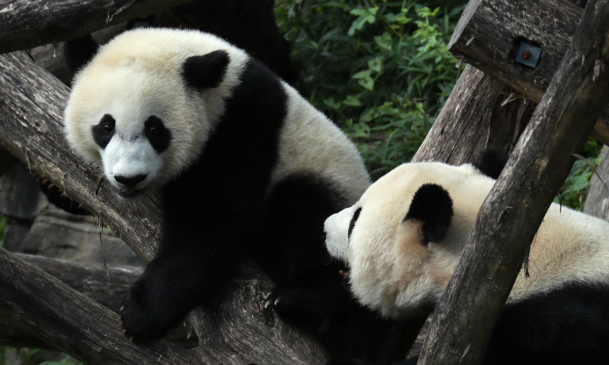 Piccoli panda giganti crescono – Foto