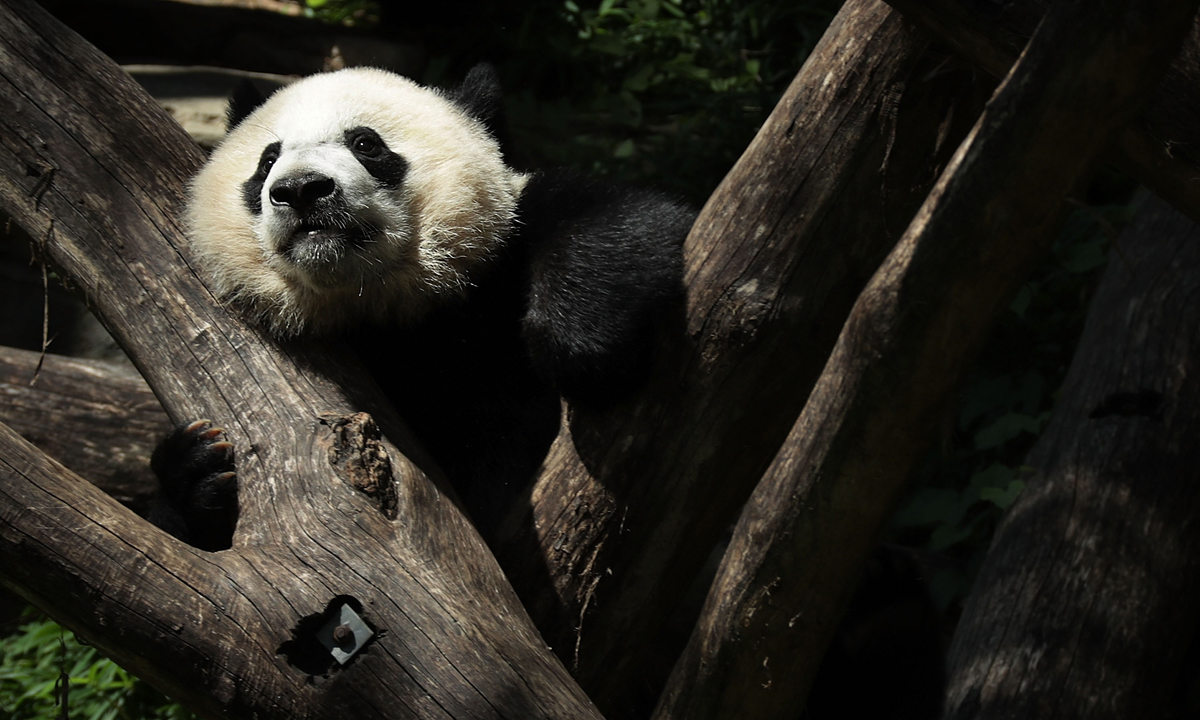 Piccoli panda giganti crescono – Foto