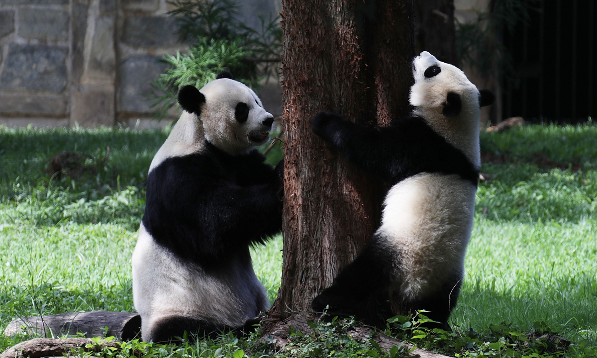 Piccoli panda giganti crescono – Foto