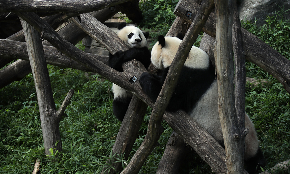 Piccoli panda giganti crescono – Foto