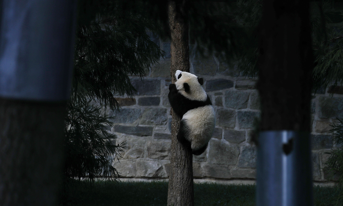 Piccoli panda giganti crescono – Foto
