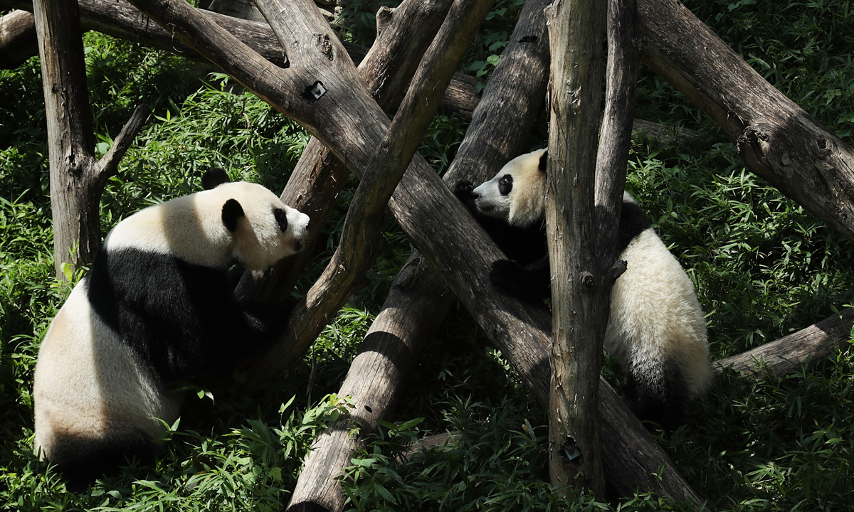 Piccoli panda giganti crescono – Foto