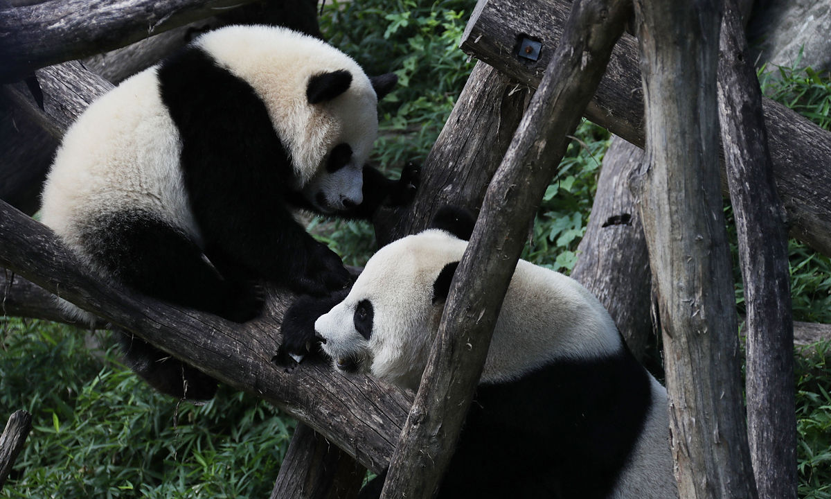 Piccoli panda giganti crescono – Foto