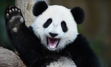 Piccoli panda giganti crescono – Foto