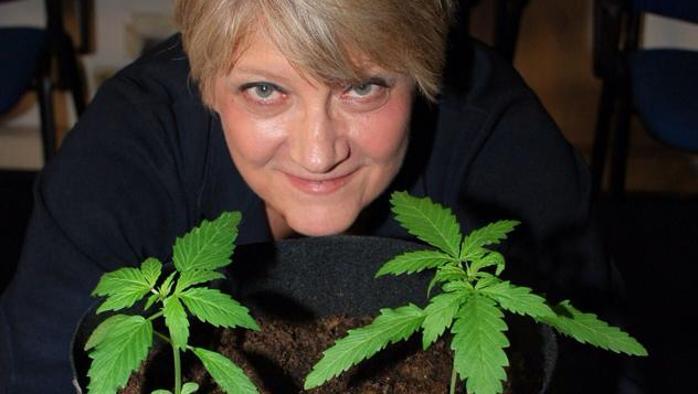 La cannabis e la grande ipocrisia giudiziaria La cannabis e la grande ipocrisia giudiziaria