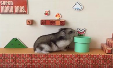 Criceto completa il primo livello di Super Mario Bros.