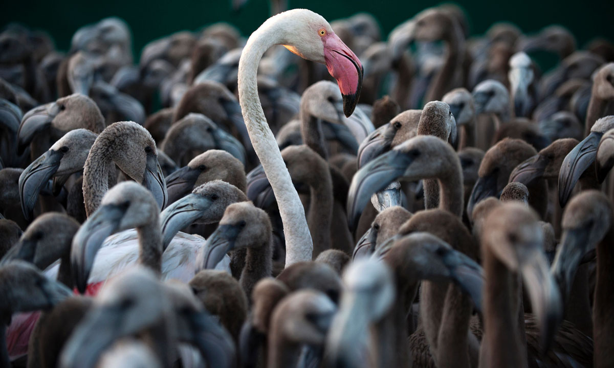 Le foto più belle della settimana – 13/19 agosto