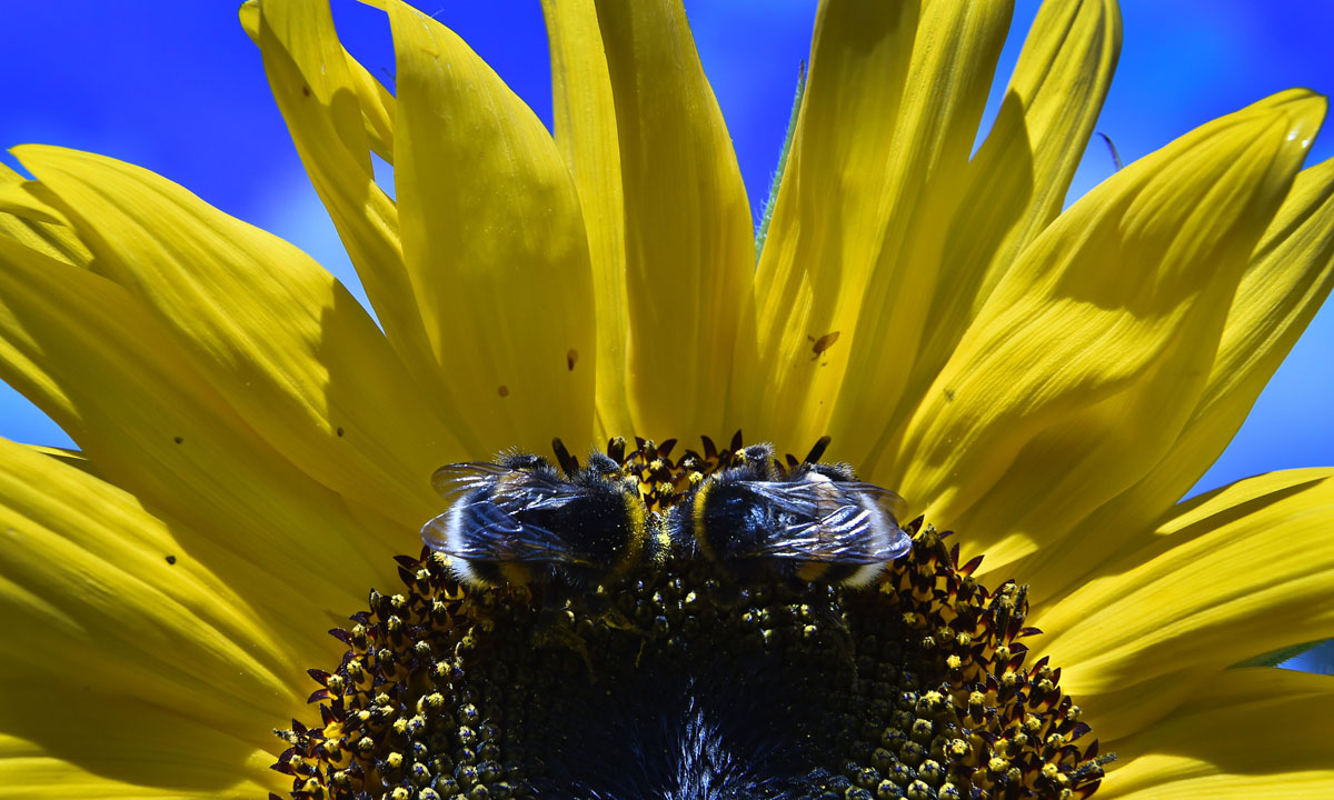 Le foto più belle della settimana – 13/19 agosto