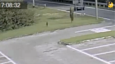 Cane abbandonato a Boffalora Sopra Ticino | video