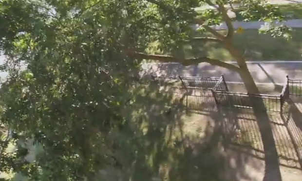 Scoiattolo ruba GoPro e regala riprese favolose