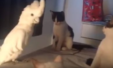 Pappagallo finge di essere un gatto