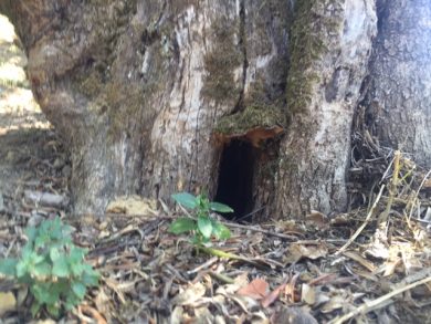 Sconfiggere la pigrizia: sì o no?