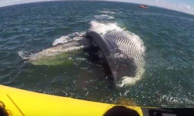Balena emerge a un passo dalla barca