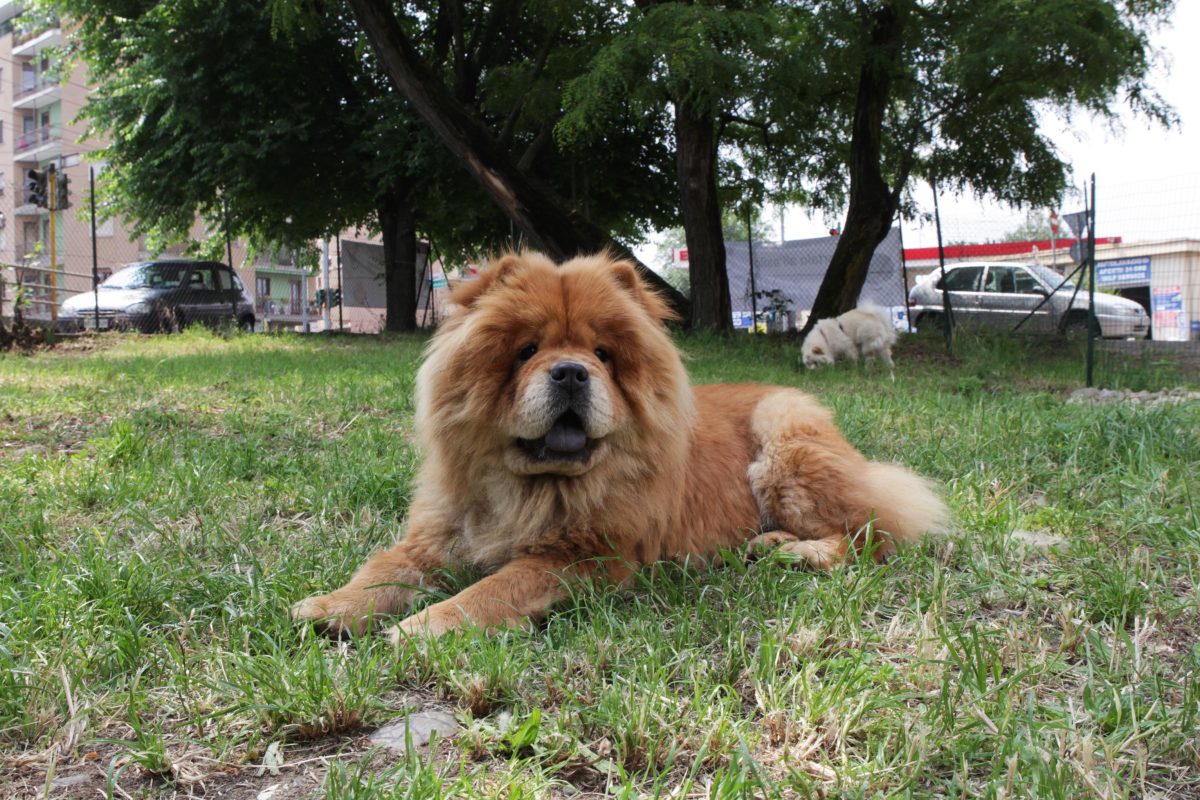Galleria foto '“Papà, vogliamo un cane”. On line il decalogo-contratto diventato virale' - foto 6