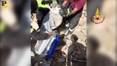 Vigili del Fuoco salvano gatto ad Amatrice 15 giorni dopo il terremoto | video