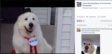 Duke, il cane-sindaco (per la terza volta)