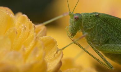 ANIMALI, le foto più belle del mese – Ottobre