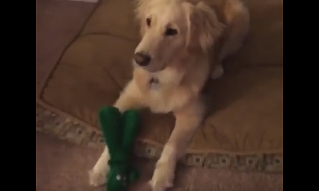 Vestito come il giocattolo preferito del suo cane