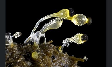 Nikon’s Small World: il mondo al microscopio