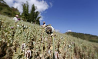 Il boom della produzione di oppio in Afghanistan