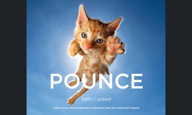 I gattini “volanti” di Seth Casteel