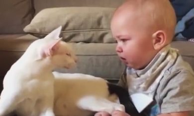 Vivere a contatto con i gatti può causare malattie mentali