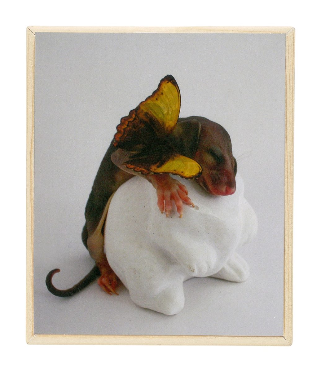 Kiwi Consciousness: la Nuova Zelanda a Imago Mundi