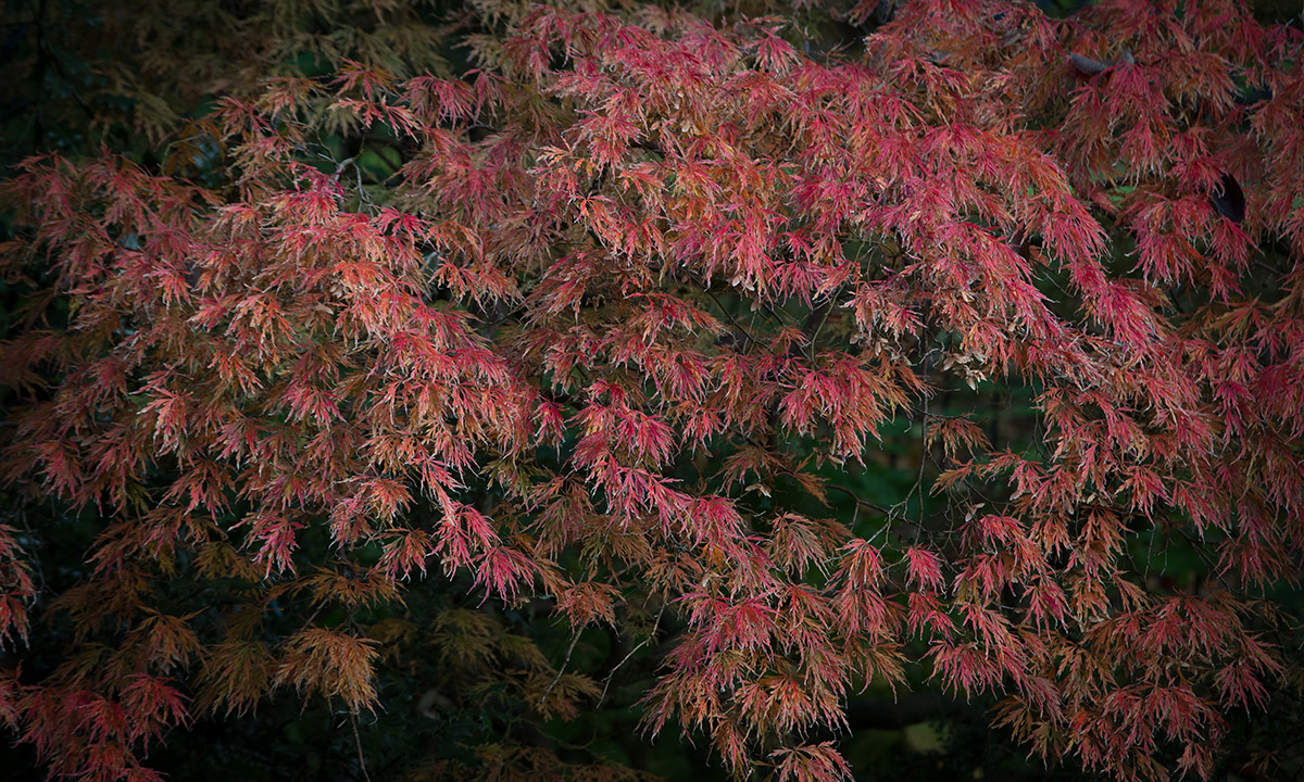 I colori dell’autunno nel Somerset inglese I colori dell’autunno nel Somerset inglese