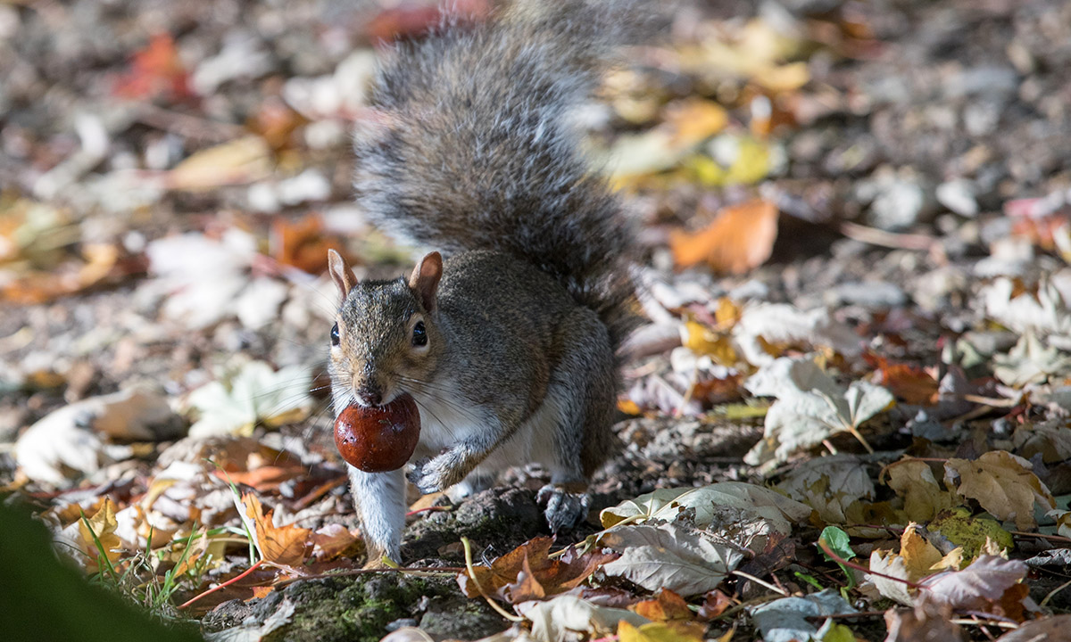 I colori dell’autunno nel Somerset inglese I colori dell’autunno nel Somerset inglese
